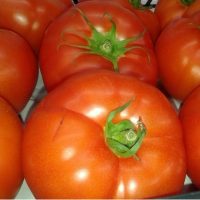 tomate-extasis