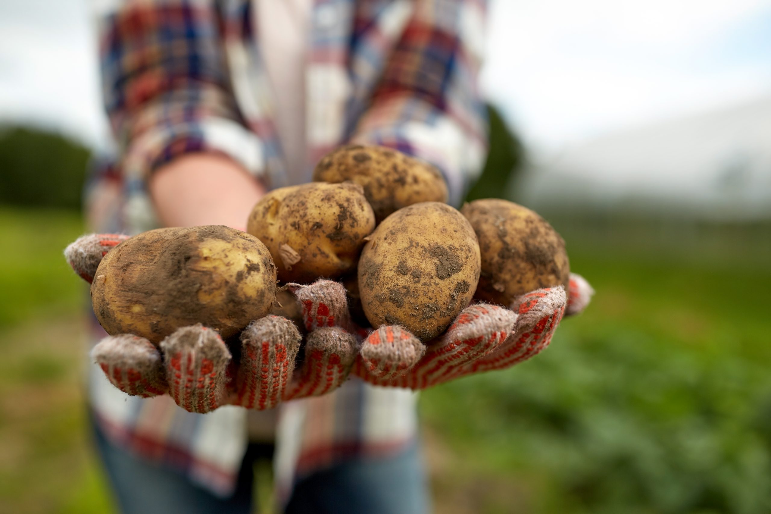 farmer hands holding potatoes at farm PYPDY7K