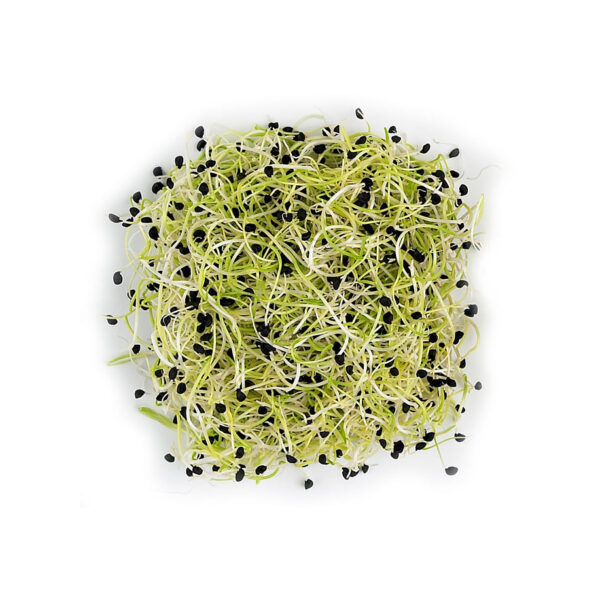 CEBOLLA GERMINADA 125 GR
