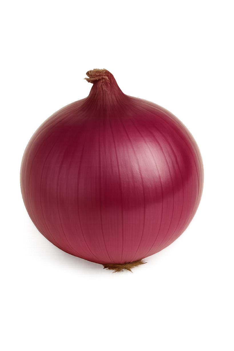 cebula-lilla