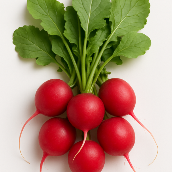 rabanos